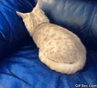 cat-hiding-in-sofa-GIF